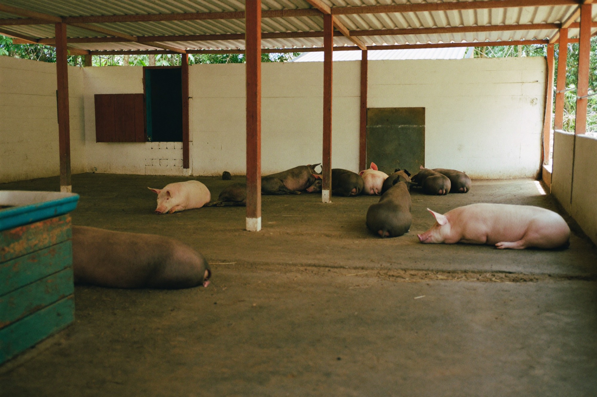 Cerdos sanos descansando en un corral limpio y ventilado de la granja