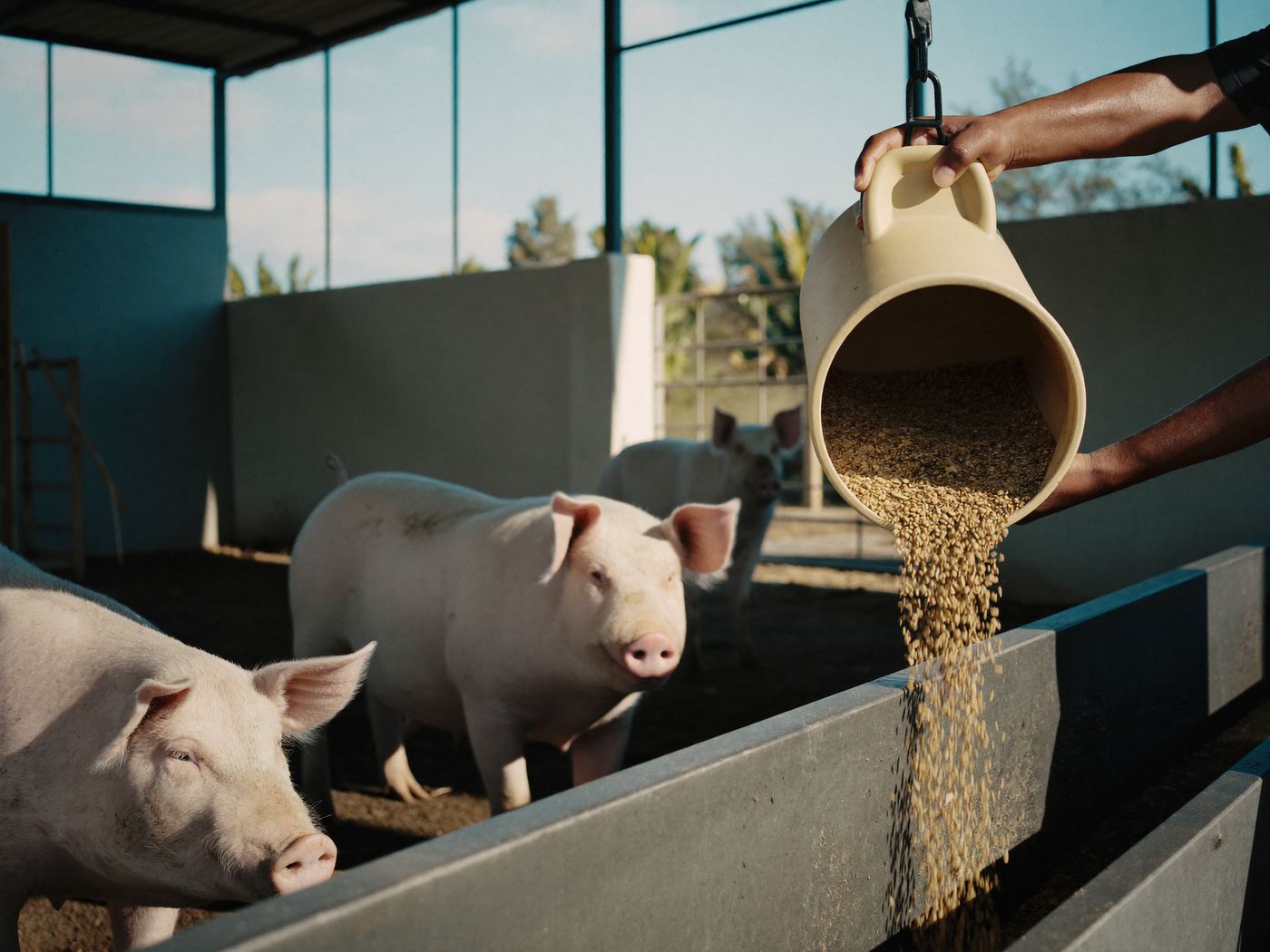 Alimento balanceado vertido en el comedero mientras los cerdos se acercan