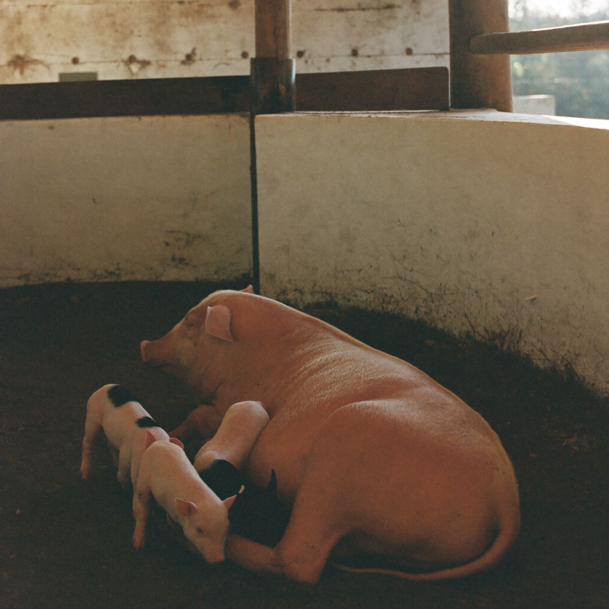 Cerda descansando con sus lechones en un corral limpio de la granja