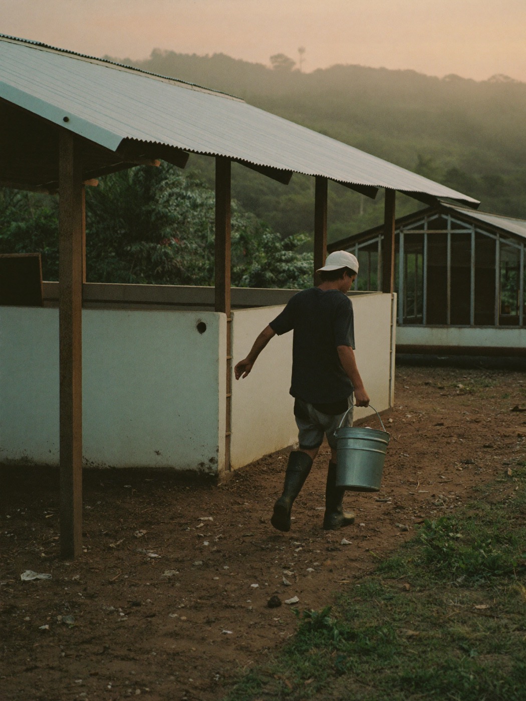 Trabajador de la granja cargando un cubo de alimento junto a los corrales, al amanecer