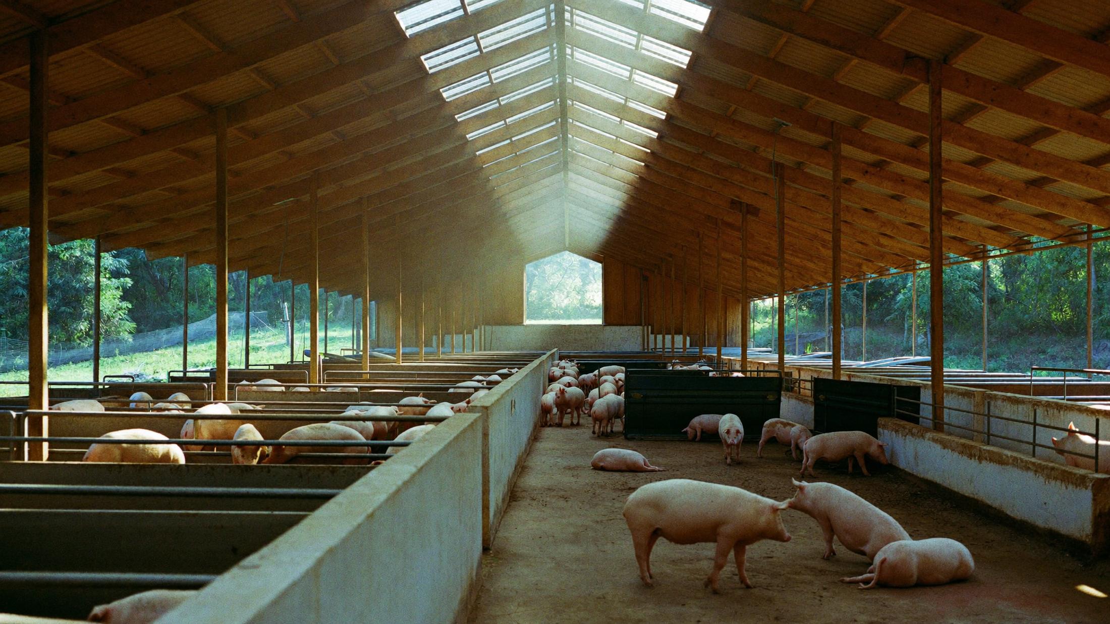 Interior de una nave porcina amplia y ordenada de la granja, vista desde su eje central